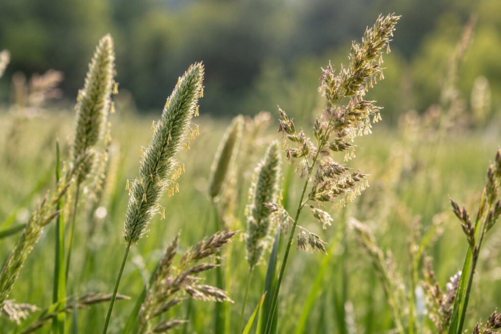 A close photographic view of flowering grass seed heads in a sunlit meadow.